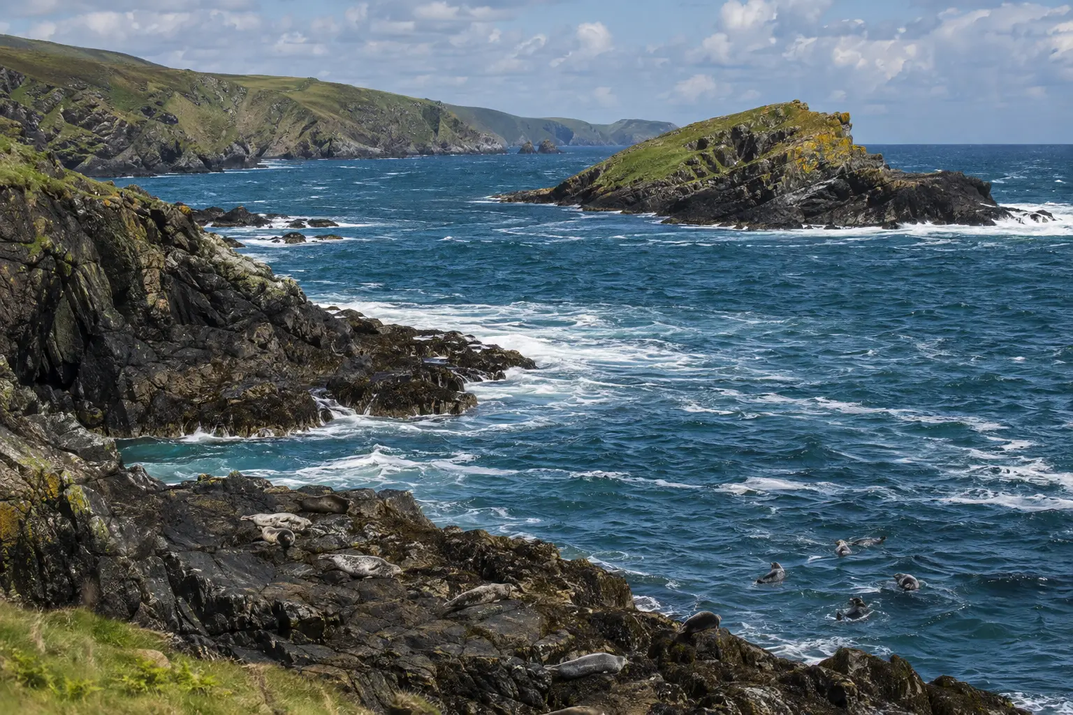 Rocky coastline and seals at The Sound, Isle of Man