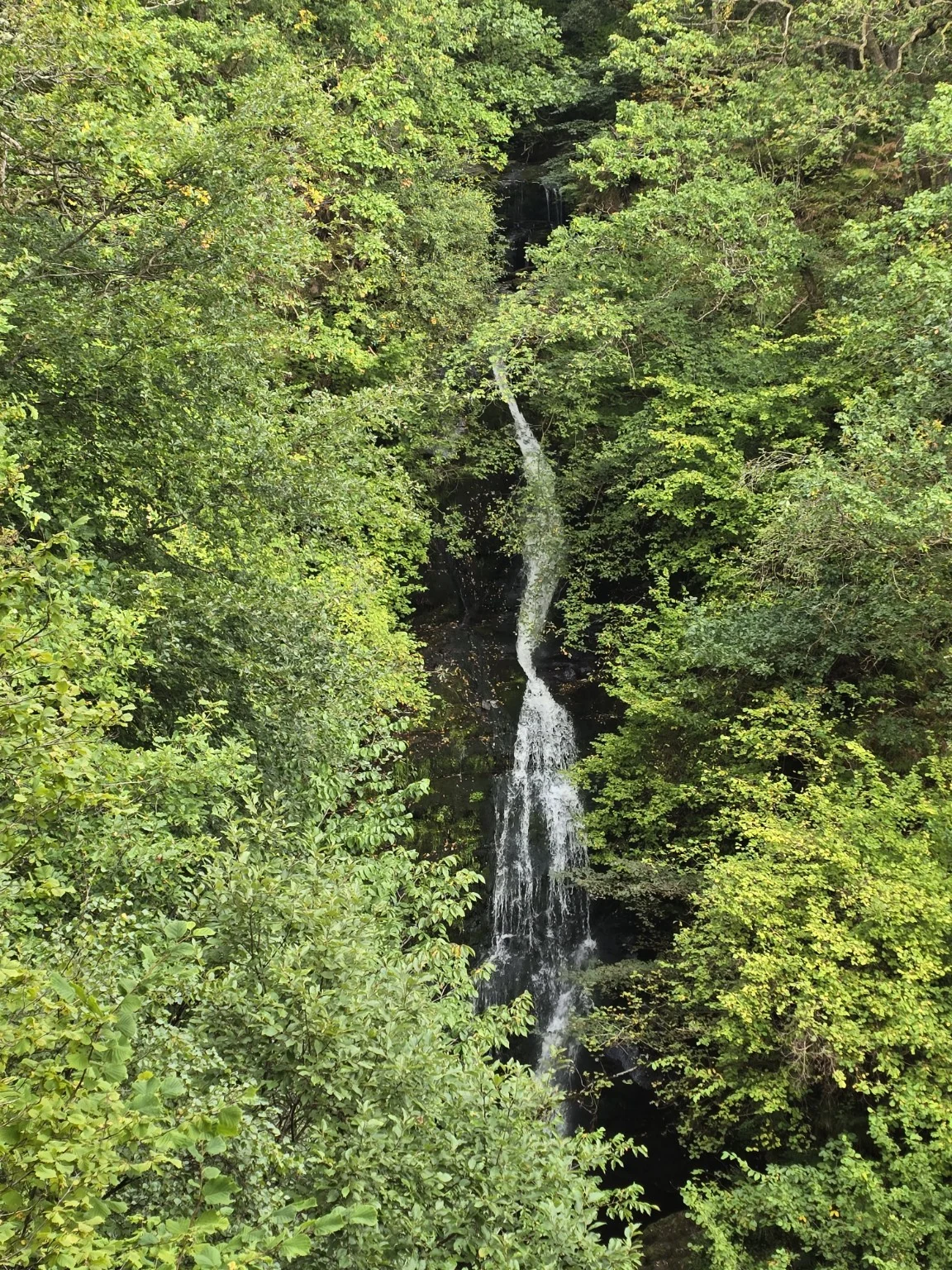 Tall narrow waterfall dropping through dense green woodland
